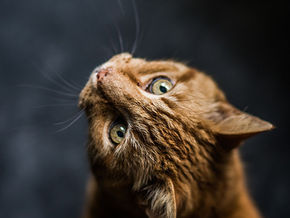 La mia amatissima gatta Priscilla ha diviso con me 14 anni di vita. Trovata per strada con un fratellino, schiacciato subito dopo dalle ruote di un'auto, mi è stata affidata momentaneamente. Ma, come spesso accade, il momentaneo diventa duraturo.