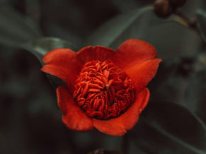 Potevo chiudere gli occhi camminare su un campo Poggiare i piedi sull’erba fresca. In dissonanza nota stonata, Come un amore nato fuori stagione, La Camelia era fiorita.