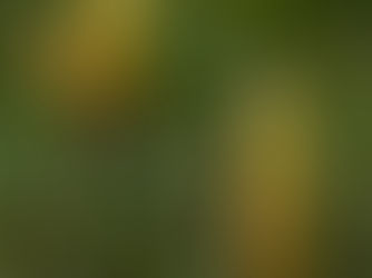 Eduard Bach ha scritto di PINE: “[…]condannare se stessi o gli altri equivale a condannare l’universale creazione dell’amore[…]; […]se nelle nostre menti fisiche non siamo totalmente consapevoli dei motivi delle nostre sofferenze, che possono sembrarci crudeli e senza senso, le nostre anime conoscono il proposito finale e ci stanno guidando verso ciò che più ci conviene.”