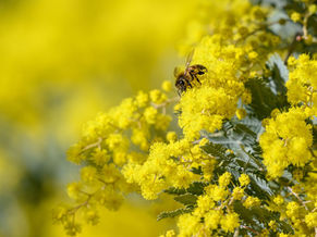 Madre,  le tue fioriture sono prossime.  Mi prenderanno tra le braccia nodose della vite,  briciole di giallo sul sentiero d’avorio.