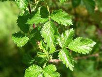 La rappresentazione sincronica di Maggio