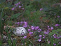 Primavera d’Autunno (poesia)