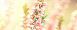 No-14-heather.jpg