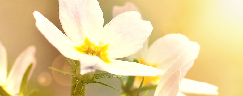 No-34-water-violet.jpg