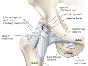 Hip Internal Rotation for Deep Squats