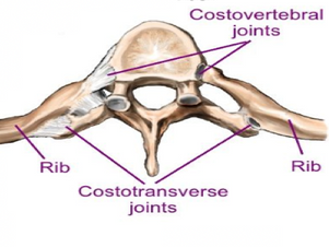 Rib Subluxations: Can your rib actually "go out" or is that a made up diagnosis?
