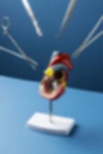 view-anatomic-heart-model-educational-purpose-with-medical-instruments.jpg