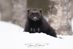 _8502468-Avec-accentuation-Bruit