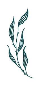 seaweed illustration