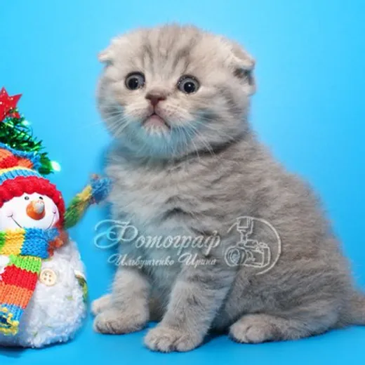 Scottish Fold للبيع قطط سكوتش فولد بيور