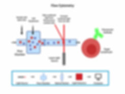 Flow Cytometry.jpeg