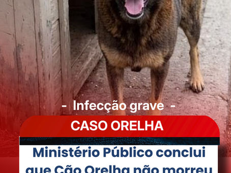 Ministério Público conclui que Cão Orelha não morreu por agressões e pede arquivamento do caso
