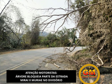 ATENÇÃO MOTORISTAS: ARVORE BLOQUEIA PARTE DA ESTRADA MIRAI X MURIAE NO DIVISÓRIO