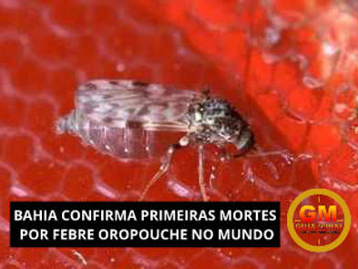 BAHIA CONFIRMA PRIMEIRAS MORTES POR FEBRE OROPOUCHE NO MUNDO