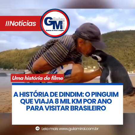 A HISTÓRIA DE DINDIM: O PINGUIM QUE VIAJA 8 MIL KM POR ANO PARA VISITAR BRASILEIRO