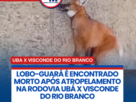 LOBO-GUARĆ Ć ENCONTRADO MORTO APĆS ATROPELAMENTO NA RODOVIA UBĆ X VISCONDE DO RIO BRANCO