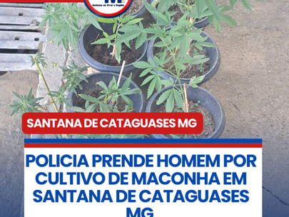 POLICIA PRENDE HOMEM POR CULTIVO DE MACONHA EM SANTANA DE CATAGUASES MG