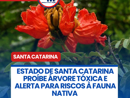 ESTADO DE SANTA CATARINA PROÍBE ÁRVORE TÓXICA E ALERTA PARA RISCOS À FAUNA NATIVA