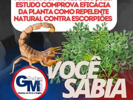 ARRUDA CONTRA ESCORPIĆES: ESTUDO COMPROVA EFICĆCIA DA PLANTA COMO REPELENTE NATURAL CONTRA ESCORPIĆES