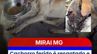 Cachorro ferido é resgatado e recebe cuidados veterinários em Miraí; informação sobre maus-tratos é desmentida