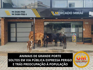 ANIMAIS DE GRANDE PORTE SOLTOS EM VIA PÚBLICA EXPRESSA PERIGO E TRÁS PREOCUPAÇÃO Á POPULAÇÃO