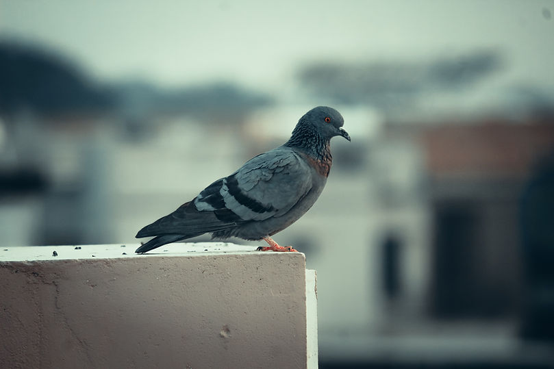 pexels-umang-patel-15412661.jpg