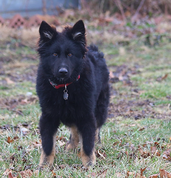 Screen Shot 2022-03-26 at 10.18.23 AM.png