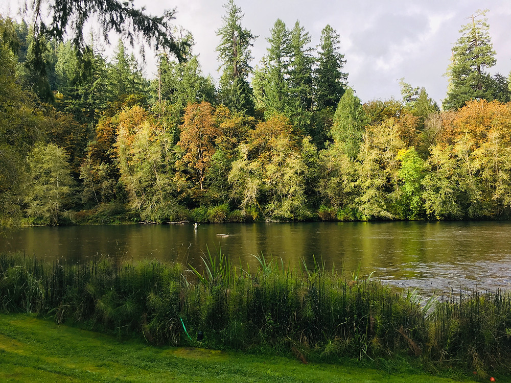 Fly fishing the McKenzie River