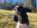 IMG_8182.JPEG