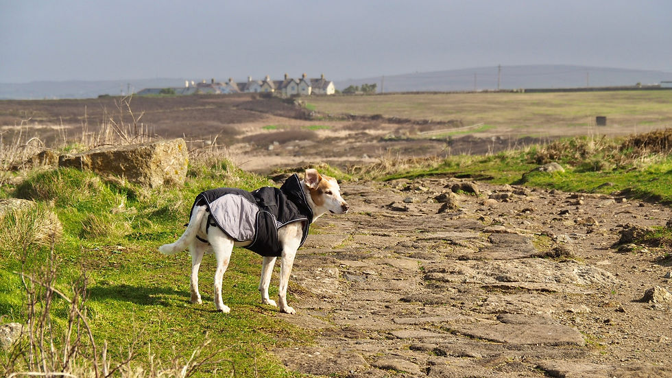 ein Hund im Hundemantel mit wehenden Ohren vor karger Landschaft und Häuserin im Hintergrund