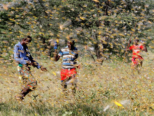 Ακρίδες Αφρική: Η χειρότερη «εισβολή» των τελευταίων 70 ετών! [vid & pics]