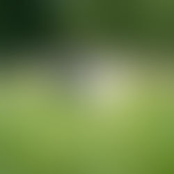 万博公園ひまわり畑でウェディング前撮り