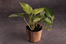 筍殼杯植栽.JPG