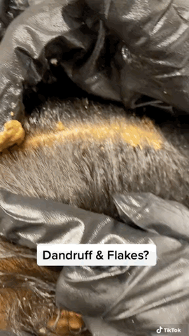 image0.gif