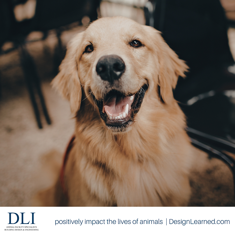 How to Plan for Animal Shelter Emergencies