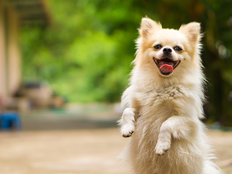 How to Design a Pet-Friendly Veterinary Waiting Room