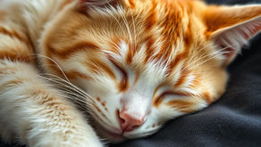 How to Make Cats Happy in a Shelter Environment 