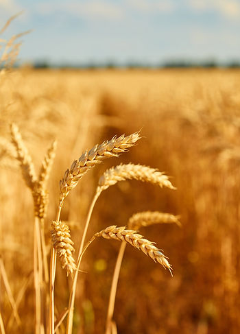 field-with-spikelets-close-up-background-with-wheat-spikelets.jpg