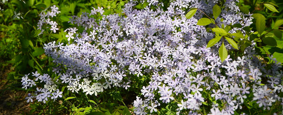 Cluster of pale purple Woodland Phlox flowers with green leaves in a sunlit garden setting, creating a serene and vibrant atmosphere.