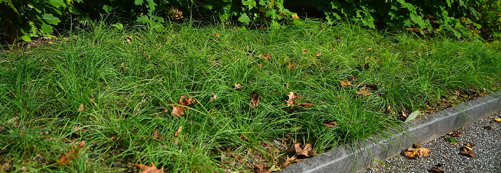 Lush green grass with scattered brown leaves beside a concrete curb and gravel path, a quiet outdoor garden scene.