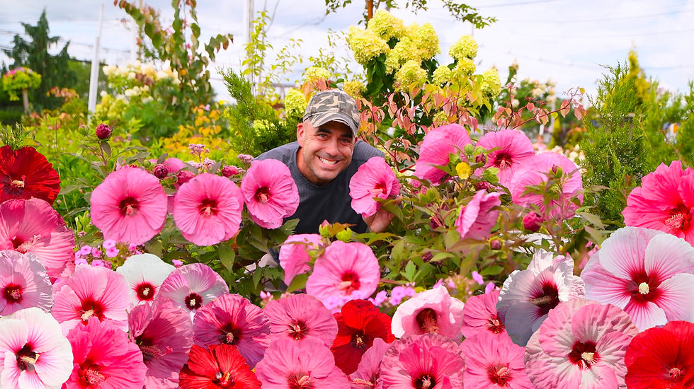 🌺Native Perennial Powerhouse: The Incredible Story of Hardy Hibiscus🌿 📺WATCH the Video!