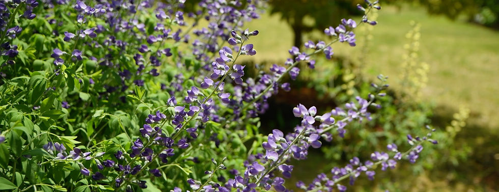 Purple Baptesia flowers and green foliage in a sunny garden, with a blurred lawn path in the background.