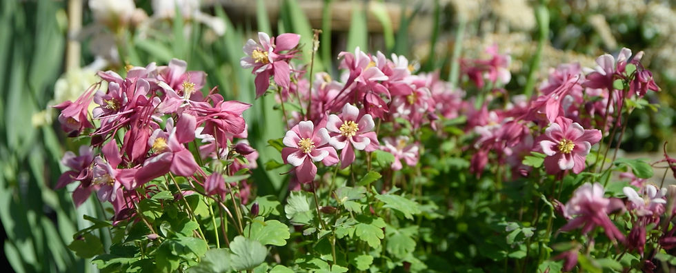 Pink and white columbine flowers in full bloom, surrounded by green foliage, under bright sunlight in a garden setting.