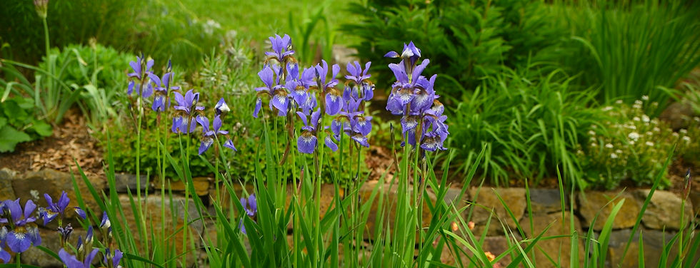 Perennials for Mid-May Magic in Sun & Shade!