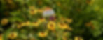 Brown-Eyed Susan (Rudbeckia triloba) in bloom