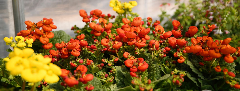 Bright orange and yellow Pocketbook Plant flowers with green leaves in a garden setting. The background is softly blurred, enhancing the vibrant colors.