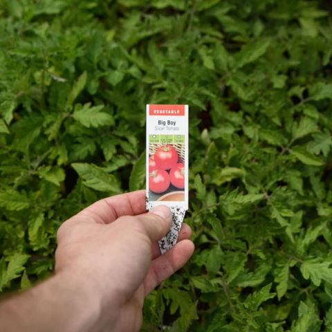 The ultimate sandwich tomato is here. Bountiful Gardens’ 'Big Boy' provides thick, juicy slices and vigorous growth for a dependable summer harvest. Explore now!