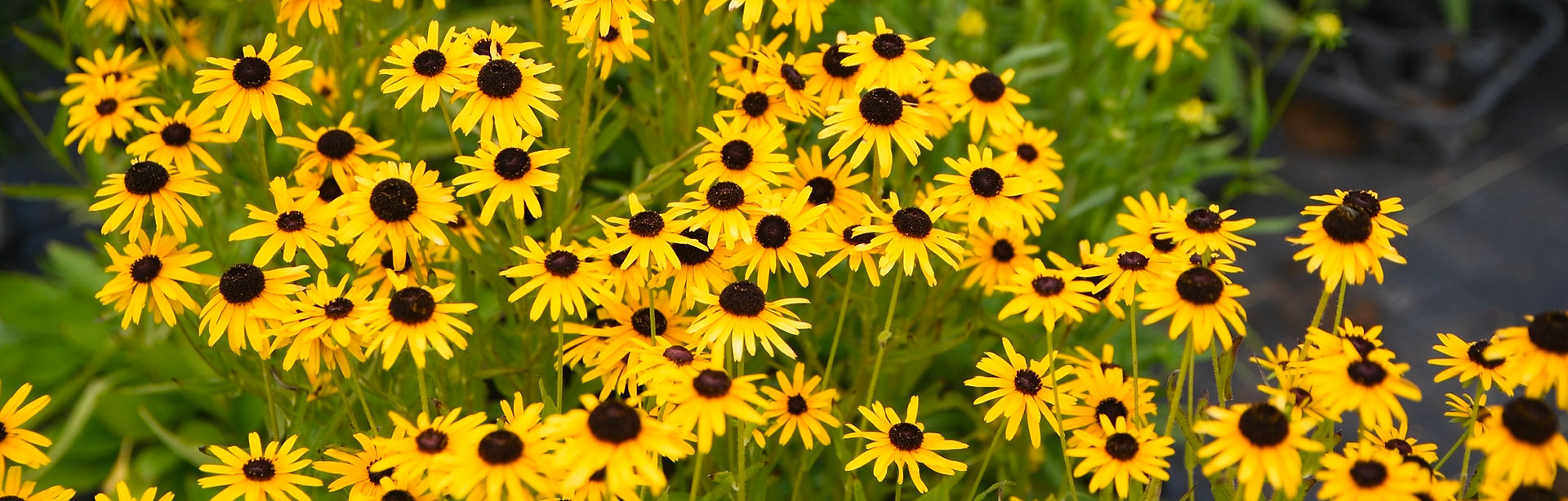 Rudbeckia fulgida 'Sweet as Honey'