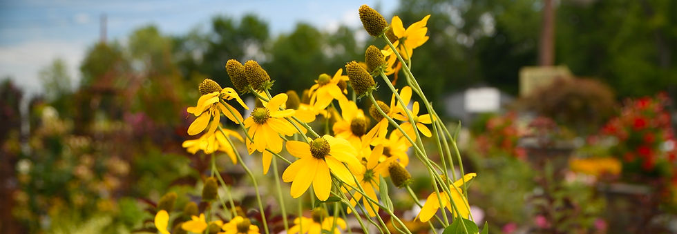 Bright yellow cutleaf coneflowers with green stems in a garden, sharply focused against a soft, colorful blurred background