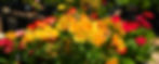 Bright yellow and orange Alstroemeria flowers in focus with a blurred background of red and pink blooms, creating a vibrant garden scene.